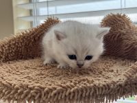 British Shorthair Cats for sale in Gilbert, AZ 85296, USA. price: $1,500