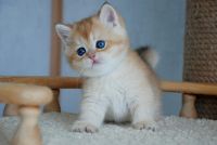 British Shorthair Cats for sale in Adamsville, Alabama. price: $500