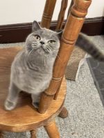 British Shorthair Cats for sale in Maricopa, Arizona. price: $1,200