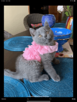 British Shorthair Cats for sale in Lane Cove, New South Wales. price: $2,000