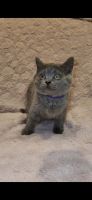 British Shorthair Cats for sale in Lurnea, New South Wales. price: $1,000