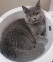 British Shorthair Cats for sale in Islamabad, Islamabad. price: 300,000 PKR