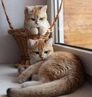 British Shorthair Cats for sale in Abita Springs, Louisiana. price: $500