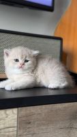 British Shorthair Cats for sale in Alamosa, Colorado. price: $500