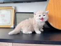 British Shorthair Cats for sale in Accokeek, Maryland. price: $400
