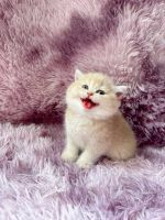British Shorthair Cats for sale in Ackerman, Mississippi. price: $500
