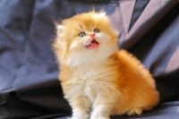 British Shorthair Cats for sale in Amargosa Valley, Nevada. price: $500