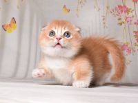 British Shorthair Cats for sale in Abbeville, Georgia. price: $500