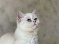British Shorthair Cats for sale in Manhattan, New York, NY, USA. price: $700