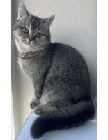 British Shorthair Cats for sale in Burbank, California. price: $1,500