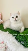 British Shorthair Cats for sale in Norristown, Pennsylvania. price: $250