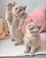 British Shorthair Cats for sale in Los Angeles, California. price: $300