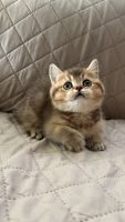 British Shorthair Cats for sale in Rancho Cucamonga, California. price: $1,500