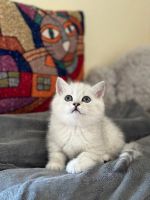 British Shorthair Cats for sale in Los Angeles, California. price: $1,500