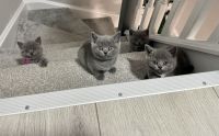 British Shorthair Cats for sale in Orlando, Florida. price: $300