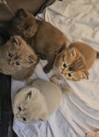 British Shorthair Cats for sale in Burbank, California. price: $1,100