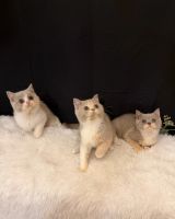 British Shorthair Cats for sale in Los Angeles, CA 90033, USA. price: $1,000