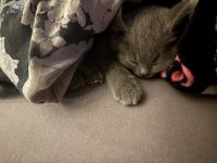 Britisch KurzhaarKatzenzu verkaufen in 99089 Erfurt, Deutschland. Preis: 300 EUR