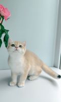 British Shorthair Cats for sale in 285 Andrew Young International Blvd NW, Atlanta, GA 30313, USA. price: $600