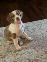 Brittany Puppies for sale in Lexington, Kentucky. price: $650