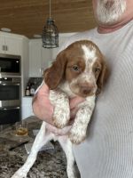 Brittany Puppies for sale in Louisville, Kentucky. price: $500