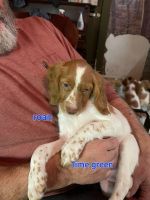 Brittany Puppies for sale in Columbia City, IN 46725, USA. price: $1,800