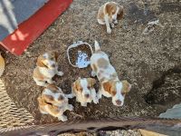 Brittany Puppies for sale in Choctaw, Oklahoma. price: $700