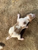 Brittany Puppies for sale in Windom, Minnesota. price: $1,500