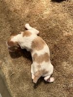 Brittany Puppies for sale in Windom, Minnesota. price: NA