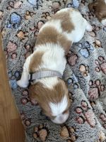 Brittany Puppies for sale in Windom, Minnesota. price: $1,250