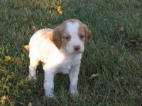 Brittany Puppies for sale in Arden, DE 19810, USA. price: $500