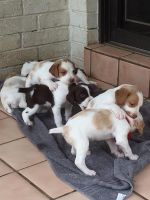 Brittany Puppies for sale in Vancouver, BC, Canada. price: $500