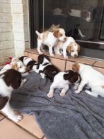 Brittany Puppies for sale in Fresno, CA, USA. price: $500
