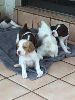 Brittany Puppies for sale in Eureka, CA, USA. price: $600