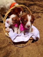 Brittany Puppies for sale in Weatherford, TX, USA. price: $500