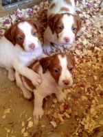 Brittany Puppies for sale in Weatherford, TX, USA. price: $500
