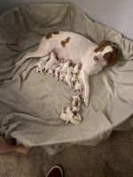 Brittany puppies
