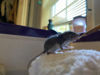 Broad-toothed Field Mouse Rodents Photos