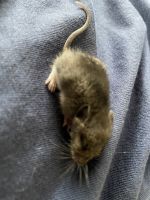 Broad-toothed Field Mouse Rodents Photos