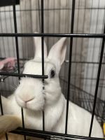 Broken Havana Rabbits for sale in Bay Lake, FL 32821, USA. price: $35