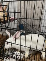 Broken Havana Rabbits Photos