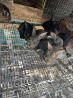 Broken Havana Rabbits for sale in Miami, FL 33125, USA. price: $18