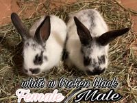 Broken Havana Rabbits for sale in Houston, TX 77015, USA. price: $35