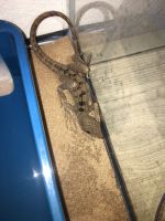 Brown basilisk Reptiles for sale in Lutz, FL, USA. price: $70