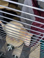 Brown-headed Spiny Rat Rodents Photos