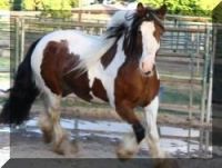 Brumby Horses for sale in Accomac, VA 23301, USA. price: $500
