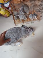 Brush Rabbit Rabbits Photos