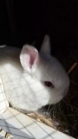 Brush Rabbit Rabbits Photos