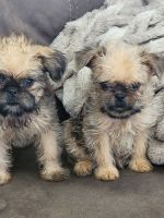 Brussels Griffon Puppies for sale in Utah County, UT, USA. price: $2,000