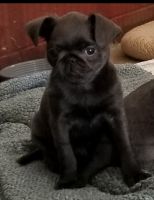 Brussels Griffon Puppies for sale in Fyffe, AL 35971, USA. price: $3,500